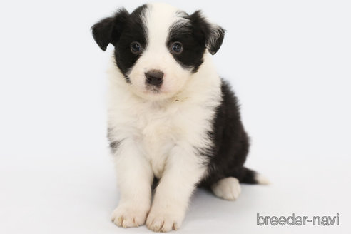 成約済の神奈川県のボーダーコリー-292342の3枚目